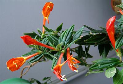 Columnea microphylla